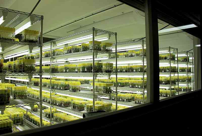 香蕉物种多样性丰富;主流品种遇难题,科研努力守护未来。 健康养生