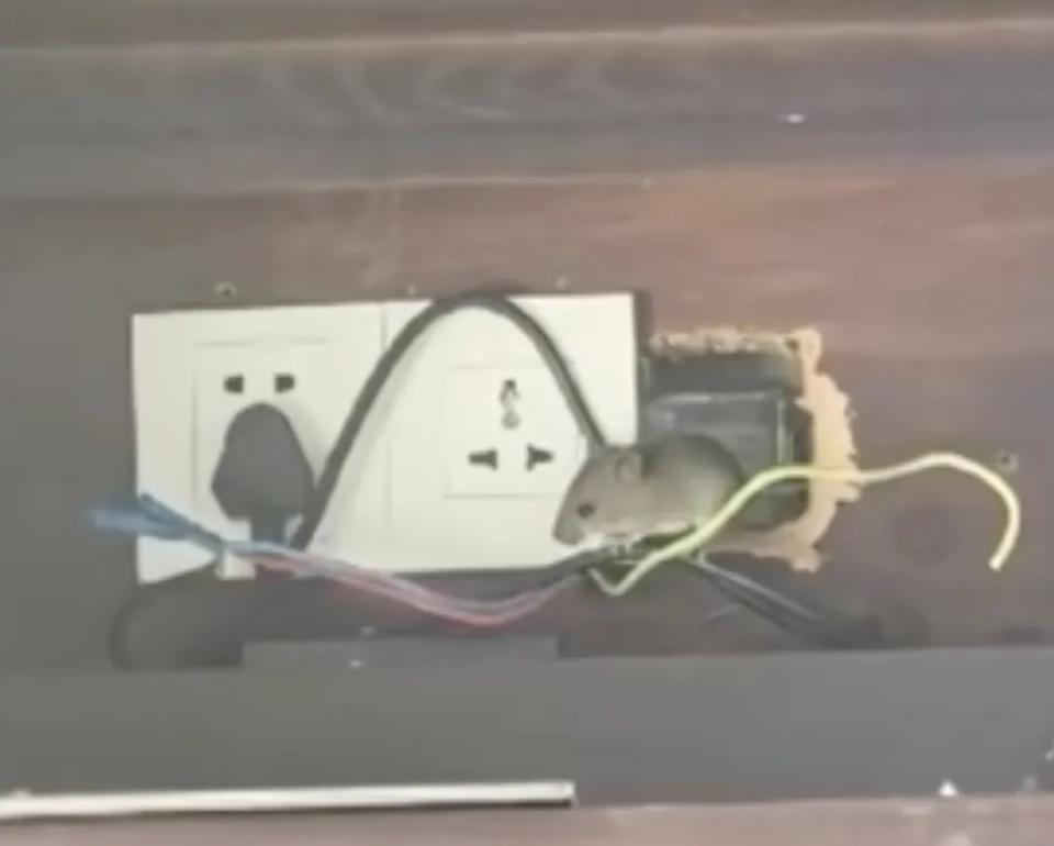 惊魂夜:海南别墅酒店老鼠横行,游客求公道;官方调解下,补偿分歧待解。 文化旅游