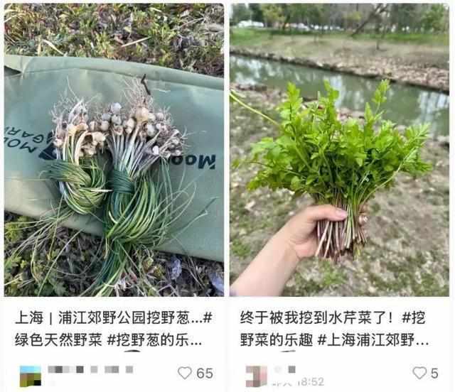 贪恋春日野味却酿苦果?掌握科学饮食避开安全陷阱。 健康养生 贪恋春日野味却酿苦果?掌握科学饮食避开安全陷阱。 健康养生