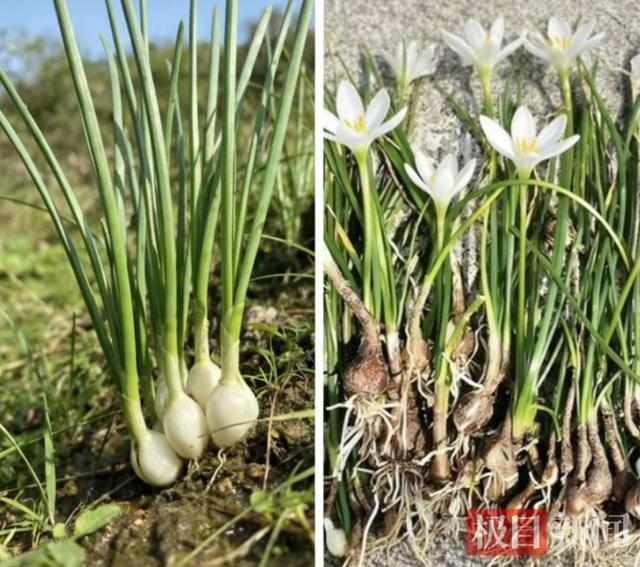 贪恋春日野味却酿苦果?掌握科学饮食避开安全陷阱。 健康养生 贪恋春日野味却酿苦果?掌握科学饮食避开安全陷阱。 健康养生